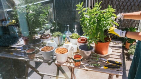 Dyrk planter på altanen - Balco Altaner