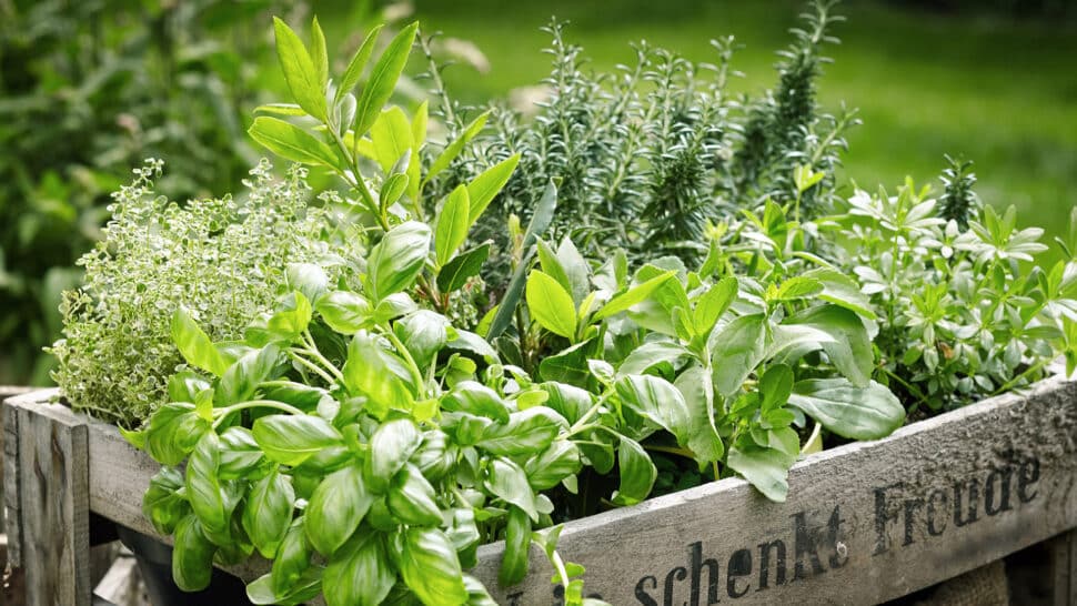 Dyrk planter på altanen - Balco Altaner